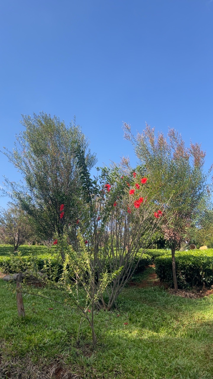 Little Farm Tigoni - Kenya